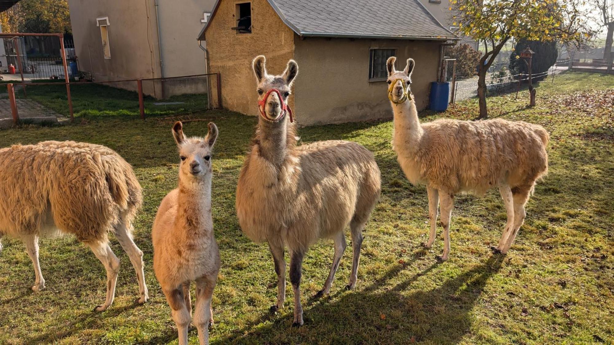 Ferienwohnungen Satkula Crostwitz Bagian luar foto